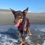 Podenco Mischling Estaquio, 02/2021, ca. 40 cm