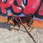 Podenco Mischling Estaquio, 02/2021, ca. 40 cm