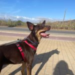 Podenco Mischling Estaquio, 02/2021, ca. 40 cm
