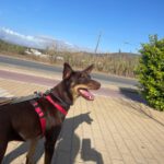 Podenco Mischling Estaquio, 02/2021, ca. 40 cm