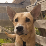 Podenco-Mischling Esteban, 01/2018, ca. 50 cm , 86459 Gessertshausen