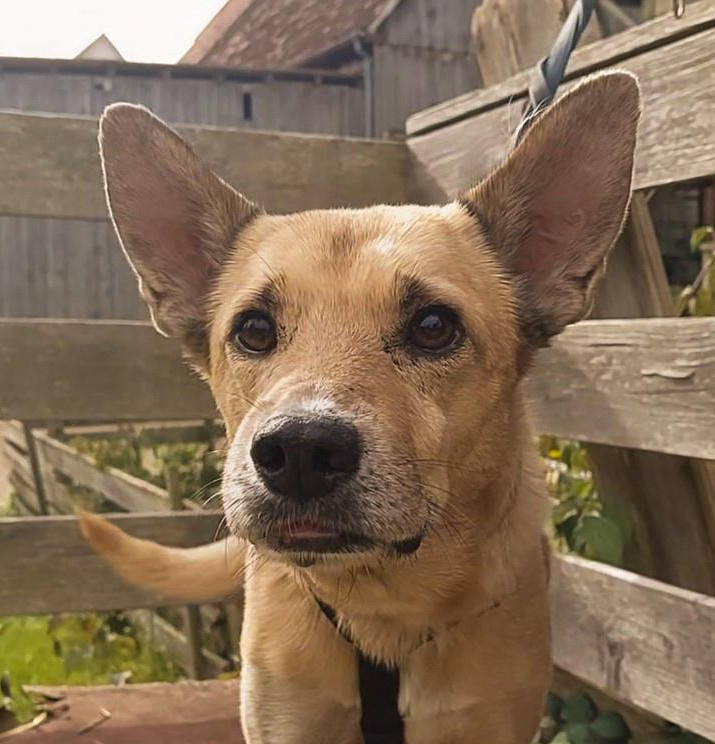 Podenco-Mischling Esteban, 01/2018, ca. 50 cm , 86459 Gessertshausen