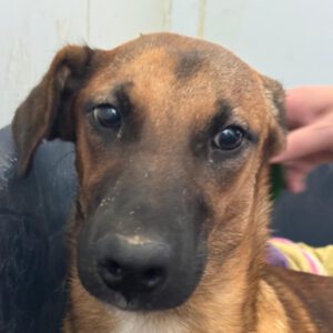 Malinois-Podenco-Mischling Eva, 02/2025, ca 55 cm