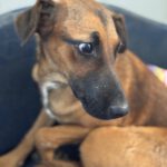 Malinois-Podenco-Mischling Eva, 02/2025, ca 55 cm