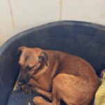 Malinois-Podenco-Mischling Eva, 02/2025, ca 55 cm