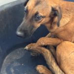 Malinois-Podenco-Mischling Eva, 02/2025, ca 55 cm