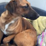 Malinois-Podenco-Mischling Eva, 02/2025, ca 55 cm