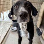 Mischling Excalibur, 08/2020, ca. 63 cm