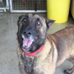Malinois Mischling Fearfull, 05/2023, ca. 65 cm