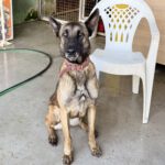 Malinois Mischling Fearfull, 05/2023, ca. 65 cm
