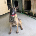Malinois Mischling Fearfull, 05/2023, ca. 65 cm