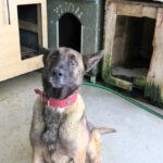 Malinois Mischling Fearfull, 05/2023, ca. 65 cm
