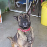Malinois Mischling Fearfull, 05/2023, ca. 65 cm