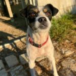 Bodeguero Mischling Felicia, 11/2024, Endgröße ca. 37 cm