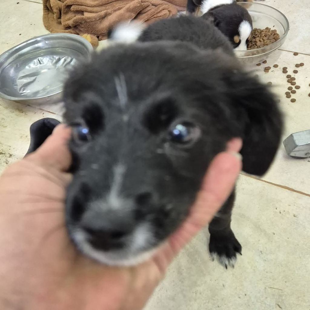 Mischling Feline, 07/2025, ca. 38 cm