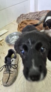 Mischling Feline, 07/2025, ca. 38 cm