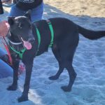 Malinois Mischling Fenja, 08/2022, ca. 55- 60 cm