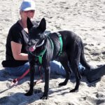 Malinois Mischling Fenja, 08/2022, ca. 55- 60 cm