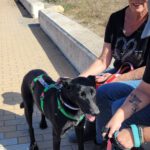 Malinois Mischling Fenja, 08/2022, ca. 55- 60 cm