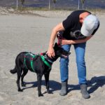 Malinois Mischling Fenja, 08/2022, ca. 55- 60 cm