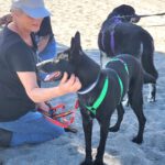 Malinois Mischling Fenja, 08/2022, ca. 55- 60 cm