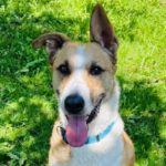 Mischling Fiyi, 02/2023, 60 cm, 89165 Dietenheim