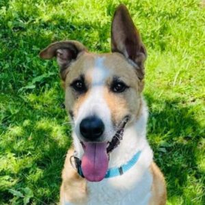 Mischling Fiyi, 02/2023, 60 cm, 89165 Dietenheim