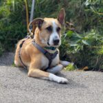 Mischling Fiyi, 02/2023, 60 cm, 89165 Dietenheim