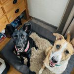 Mischling Fiyi, 02/2023, 60 cm, 89165 Dietenheim