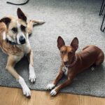 Mischling Fiyi, 02/2023, 60 cm, 89165 Dietenheim