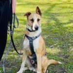 Mischling Fiyi, 02/2023, 60 cm, 89165 Dietenheim