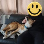 Mischling Fiyi, 02/2023, 60 cm, 89165 Dietenheim