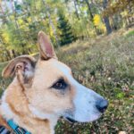 Mischling Fiyi, 02/2023, 60 cm, 89165 Dietenheim