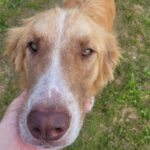 Mischling Fosforito, 05/2023, 70 cm, 18198 Kritzmow