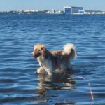 Mischling Fosforito, 05/2023, 70 cm, 18198 Kritzmow