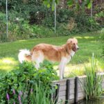 Mischling Fosforito, 05/2023, 70 cm, 18198 Kritzmow