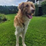 Mischling Fosforito, 05/2023, 70 cm, 18198 Kritzmow