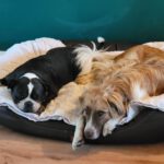 Mischling Fosforito, 05/2023, 70 cm, 18198 Kritzmow