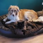 Mischling Fosforito, 05/2023, 70 cm, 18198 Kritzmow