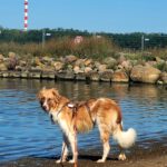 Mischling Fosforito, 05/2023, 70 cm, 18198 Kritzmow