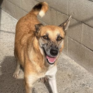 Malinois Mischling Foxy, 05/2023, ca. 55- 65 cm