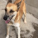 Malinois Mischling Foxy, 05/2023, ca. 55- 65 cm