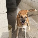 Malinois Mischling Foxy, 05/2023, ca. 55- 65 cm