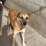 Malinois Mischling Foxy, 05/2023, ca. 55- 65 cm