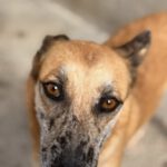 Malinois Mischling Foxy, 05/2023, ca. 55- 65 cm