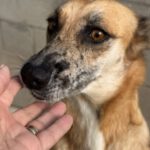 Malinois Mischling Foxy, 05/2023, ca. 55- 65 cm