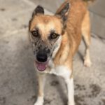 Malinois Mischling Foxy, 05/2023, ca. 55- 65 cm