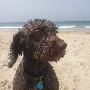 Wasserhund Frida, 08/2018, 45cm