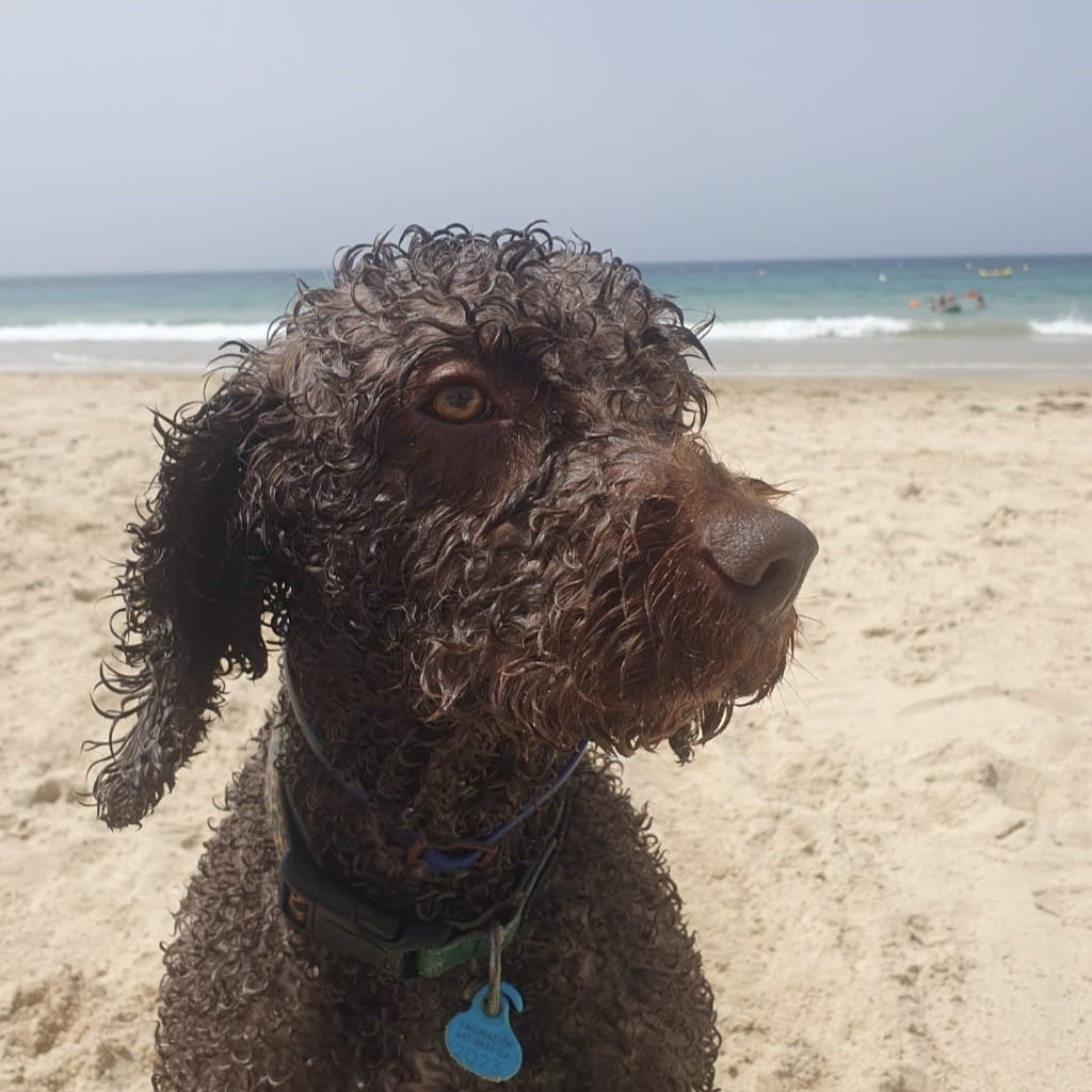 Wasserhund Frida, 08/2018, 45cm
