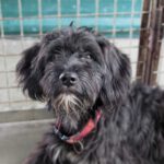 Mischling Fugee, 09/2024, ca. 45 cm